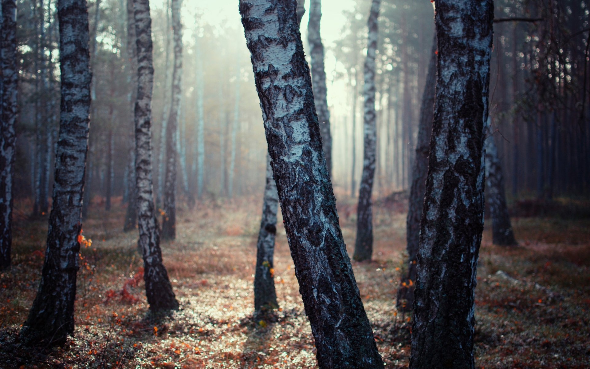 forêt bouleaux lumière