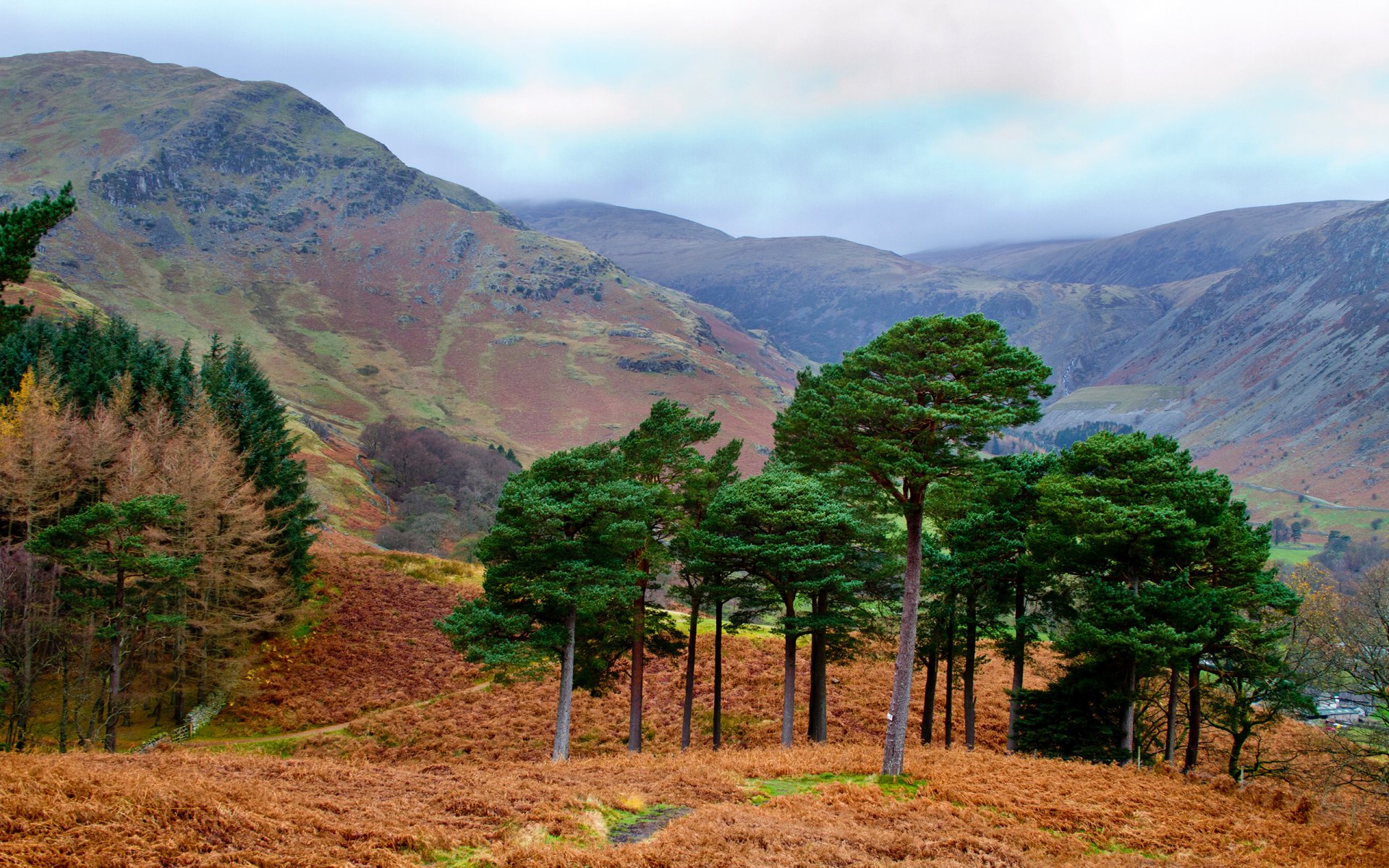 nature forest mountain autumn