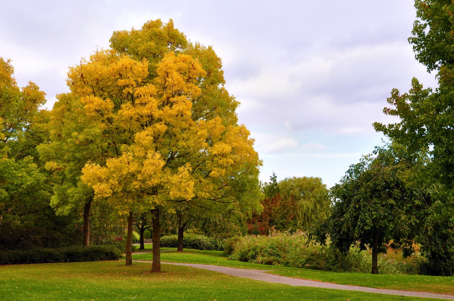 jesień drzewa park aleja