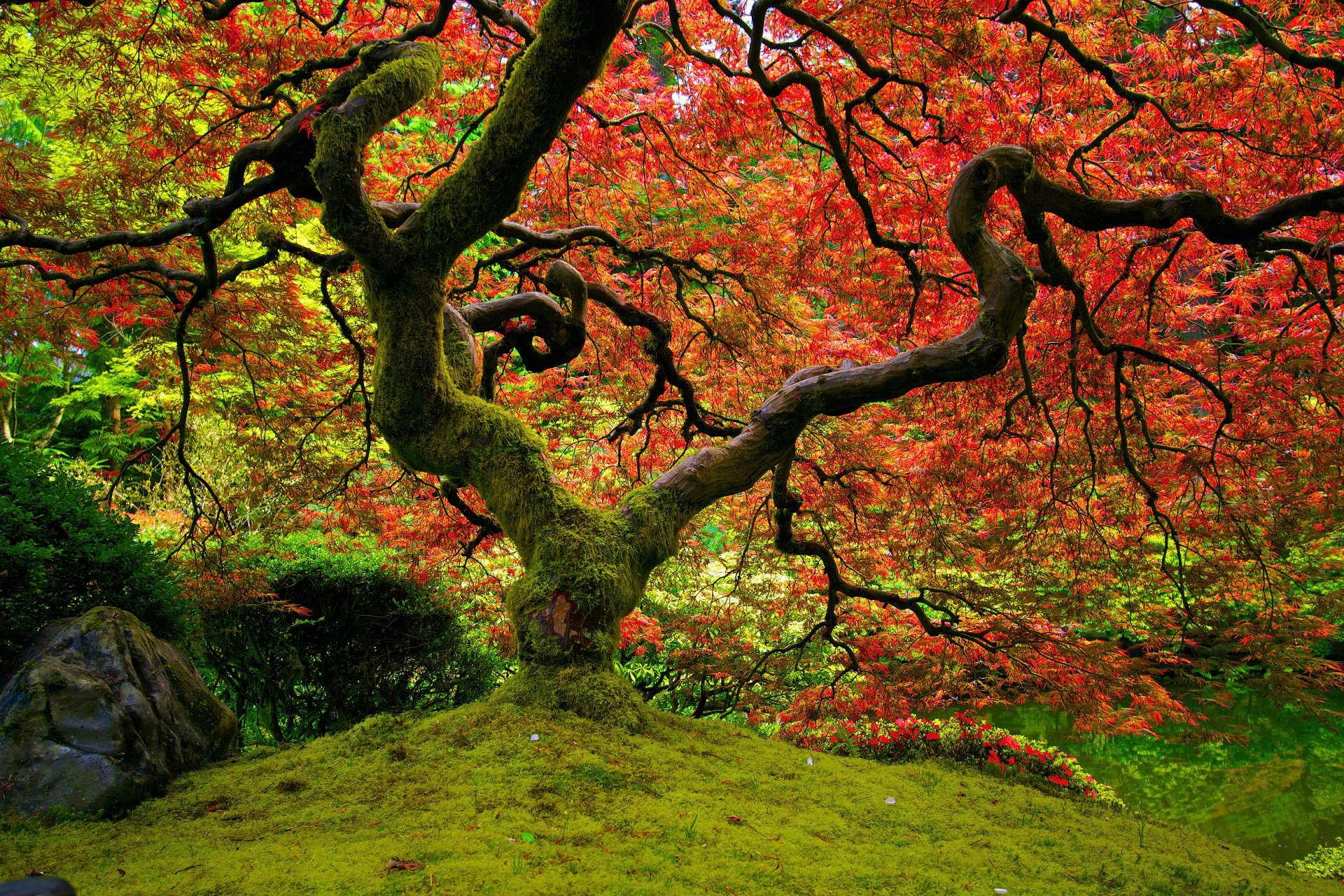 natura giardino giapponese rosso