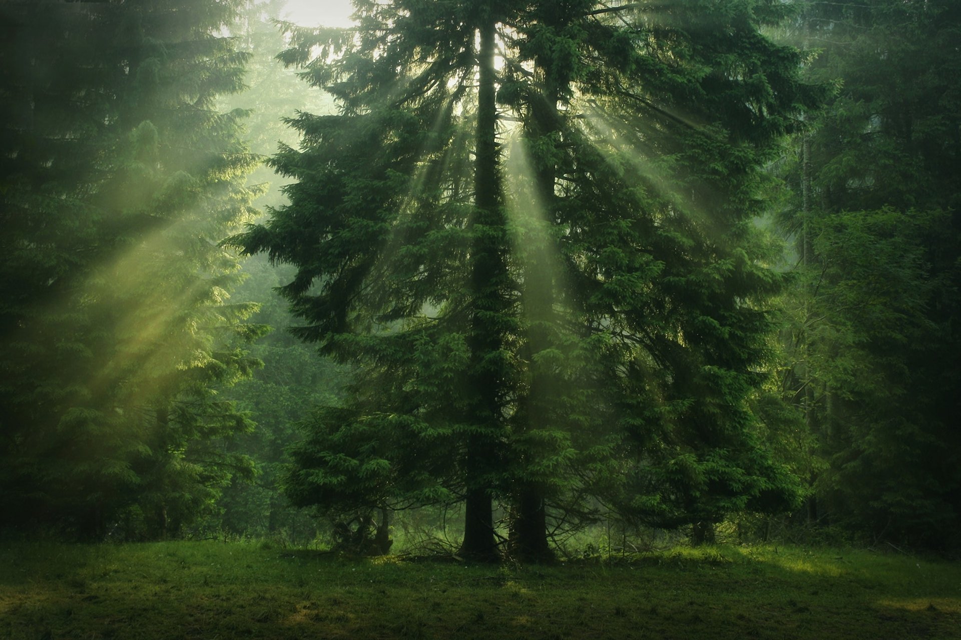 foresta sole albero corona verde conifere