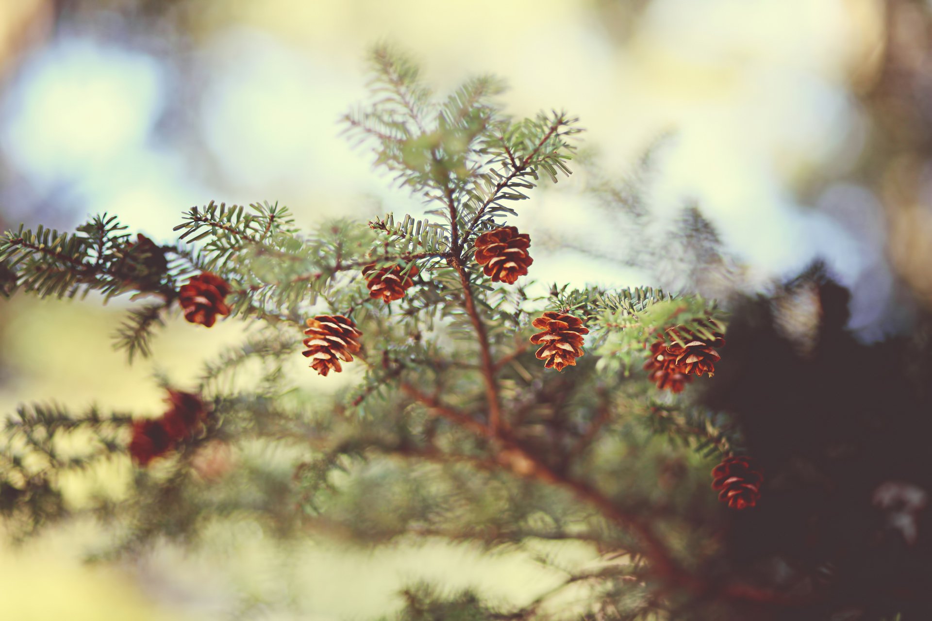 branche cônes aiguilles aiguilles épinette mise au point bokeh nature