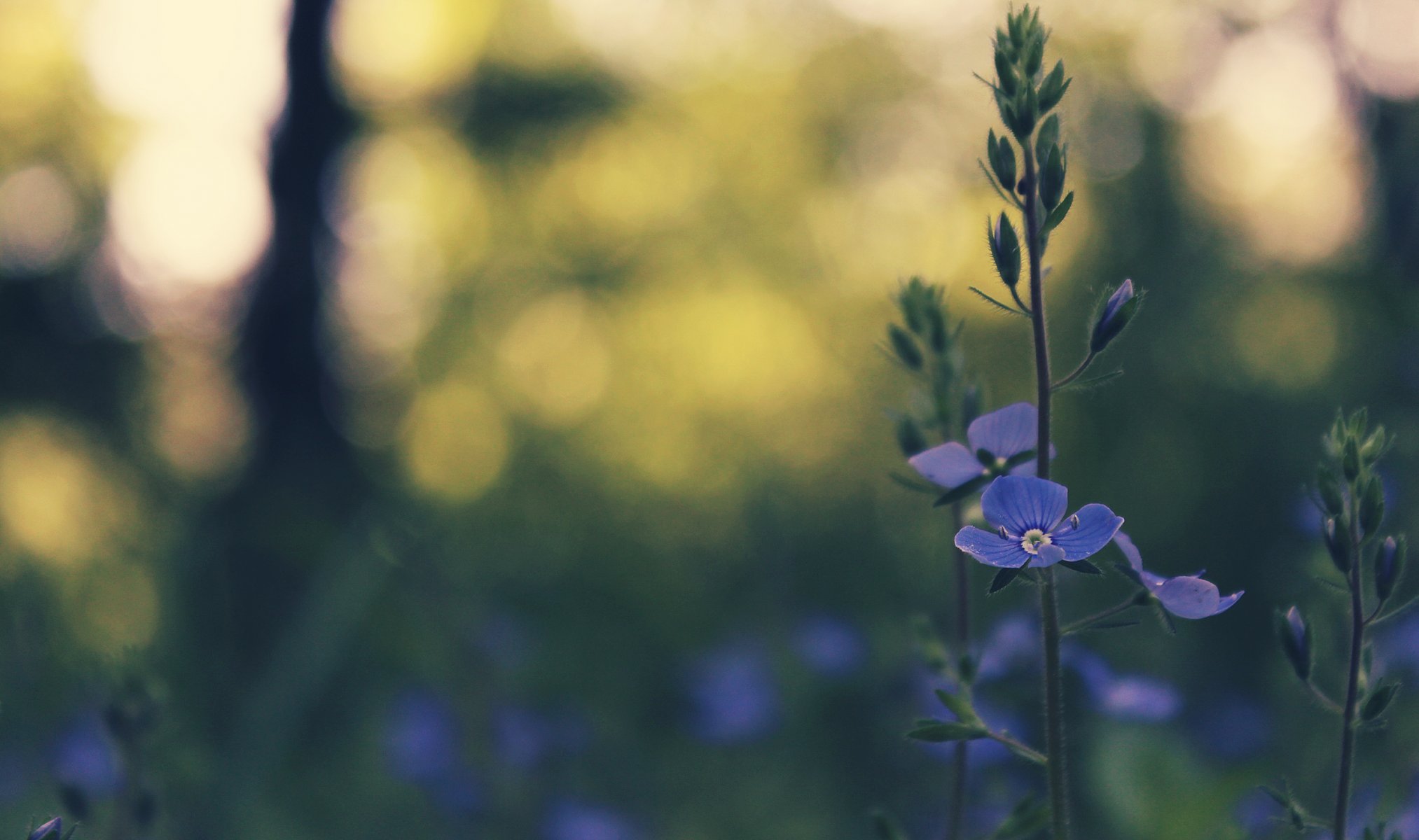 fiore blu primavera erba bokeh