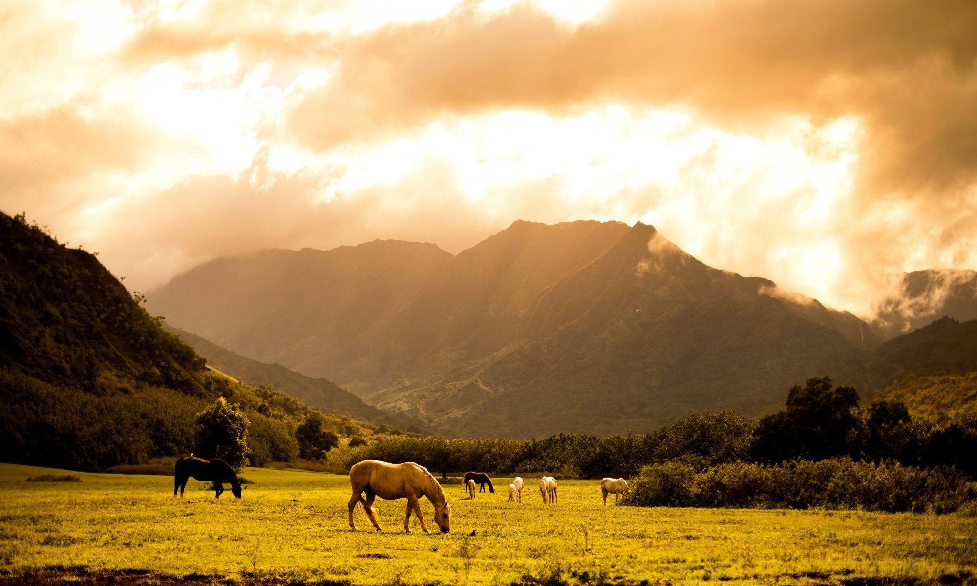 pelouse chevaux montagnes