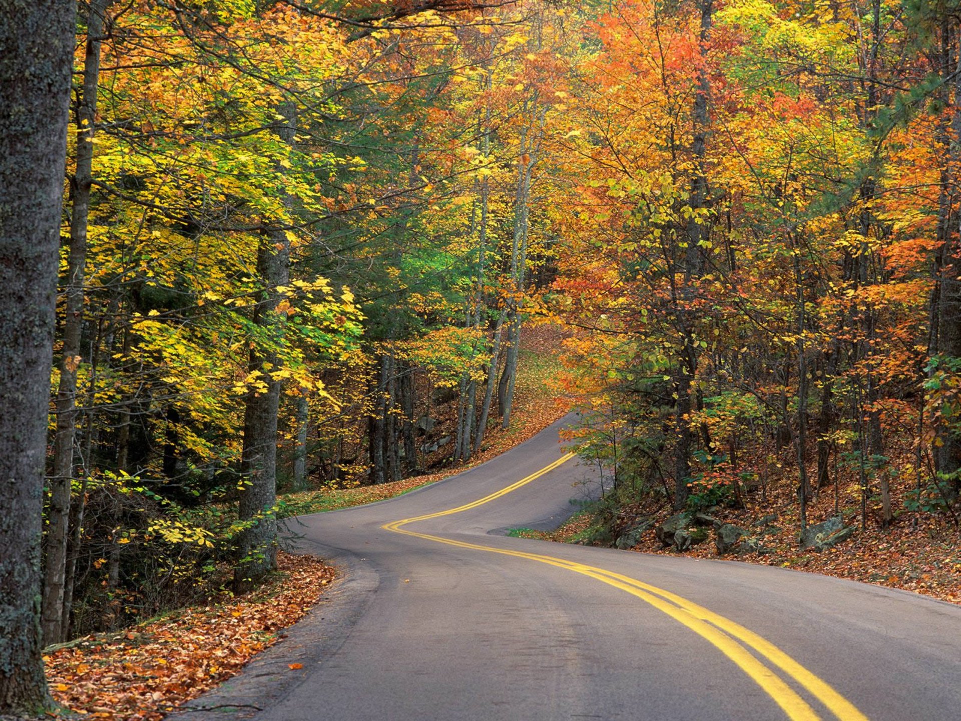 autumn forest tree leaves road track hill rotation