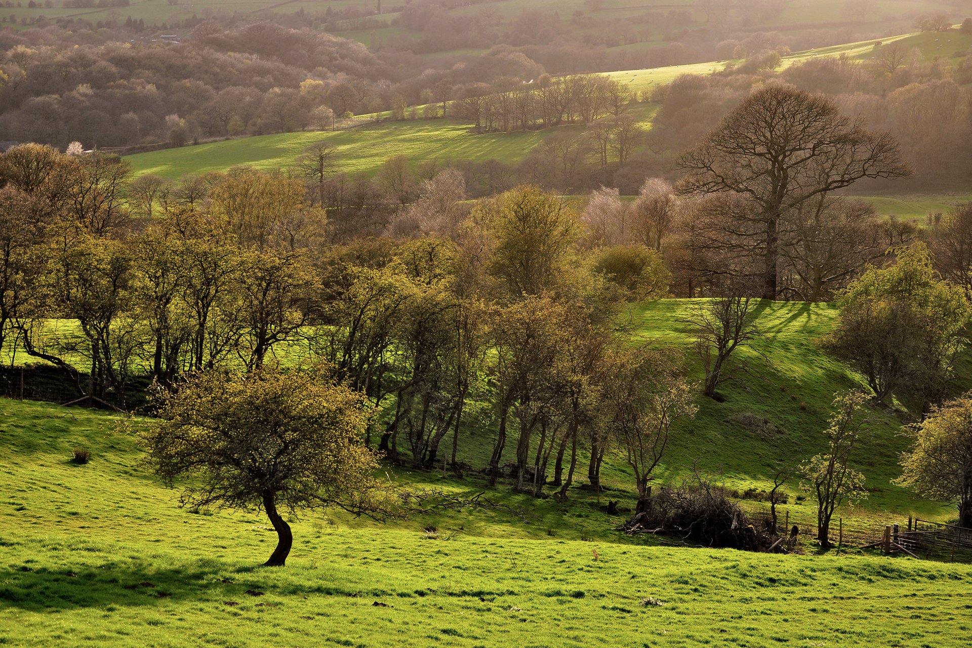 nature printemps arbres champs pentes verdure