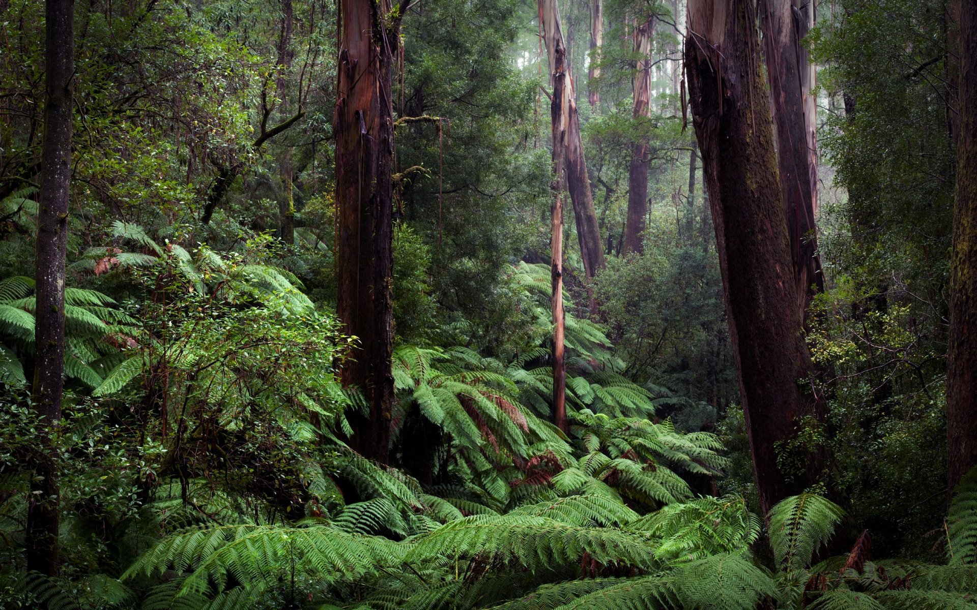 nature fern forest