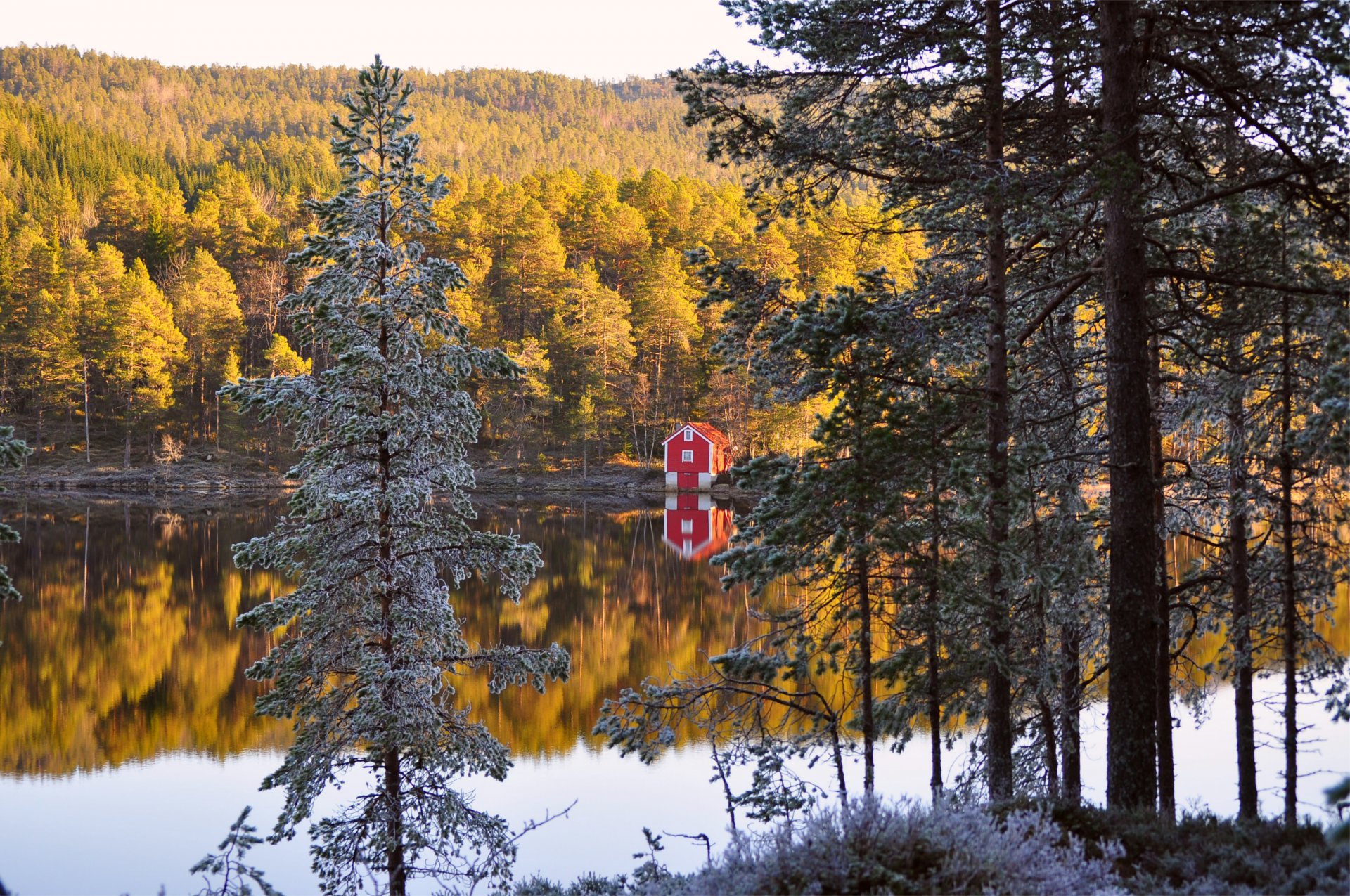 norvegia autunno foresta alberi aghi casa riva fiume riflessione