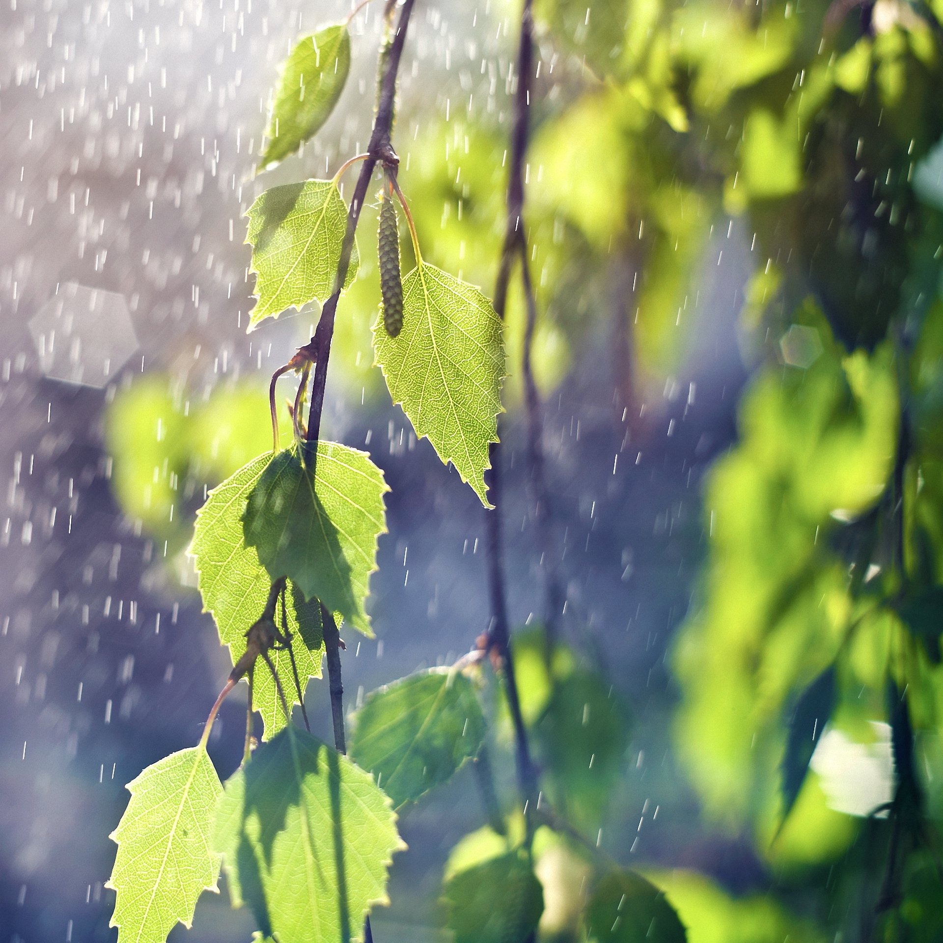 leaves branches rain