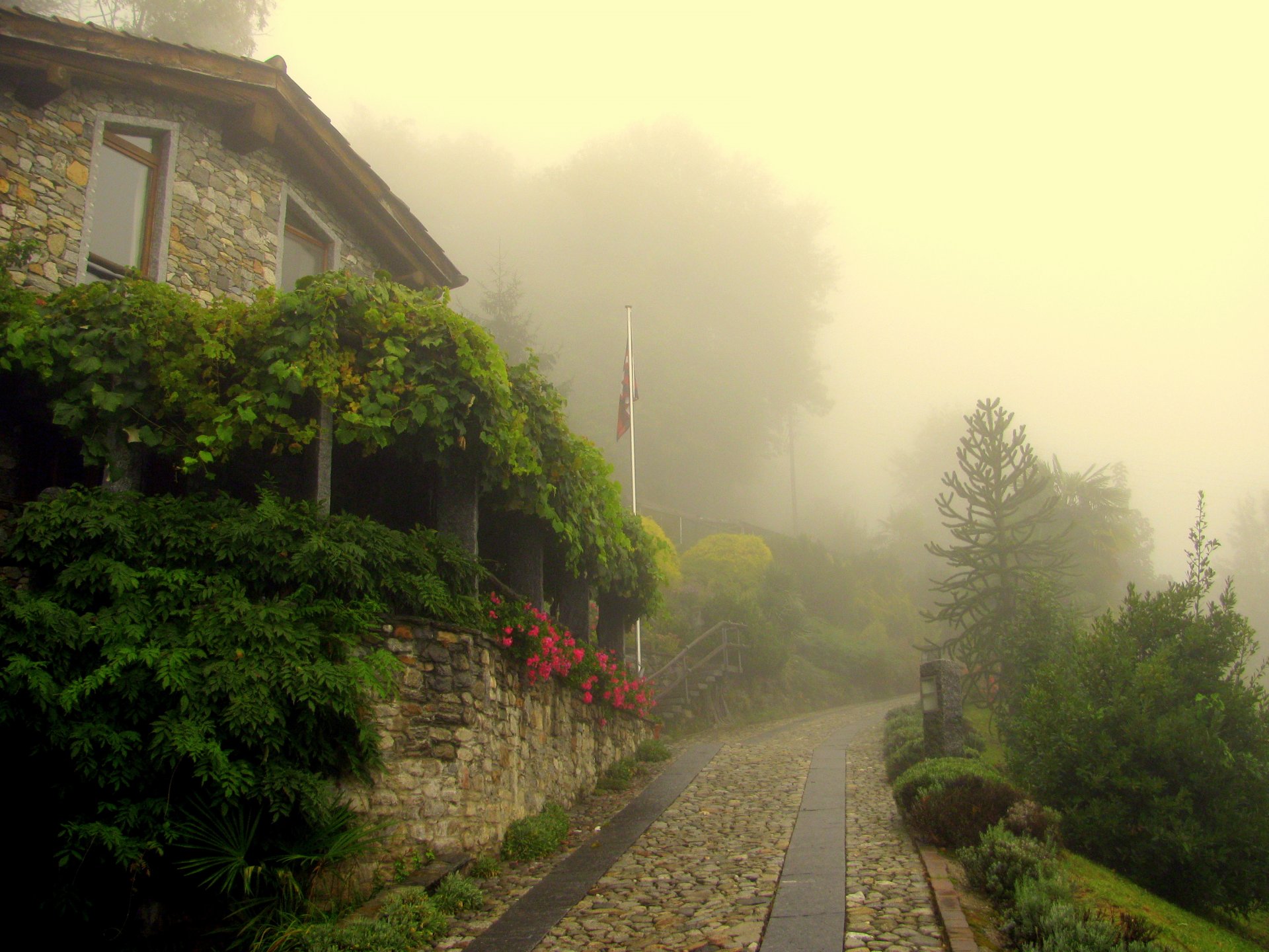 nebbia villaggio città bruschatka fiori verde alberi mattina