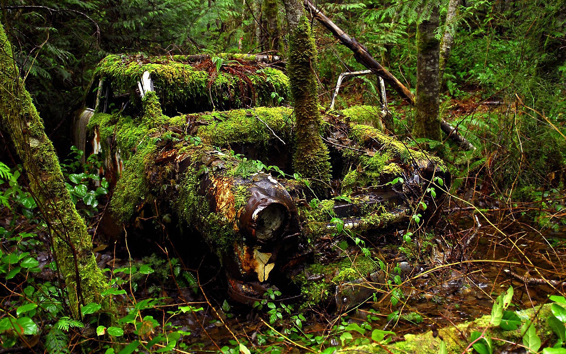 wald bäume auto zeit