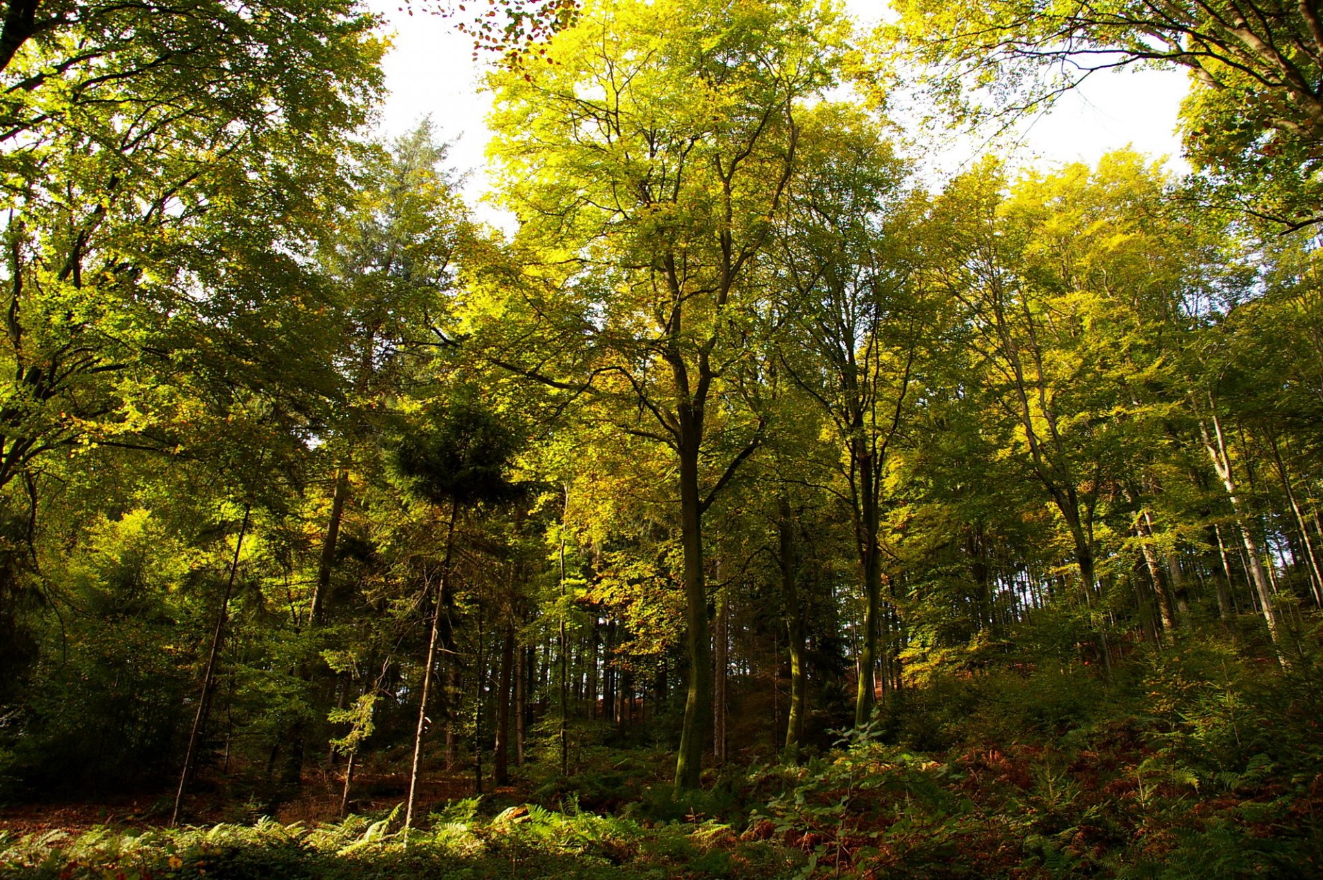 alemania otoño bosque árboles soleado día