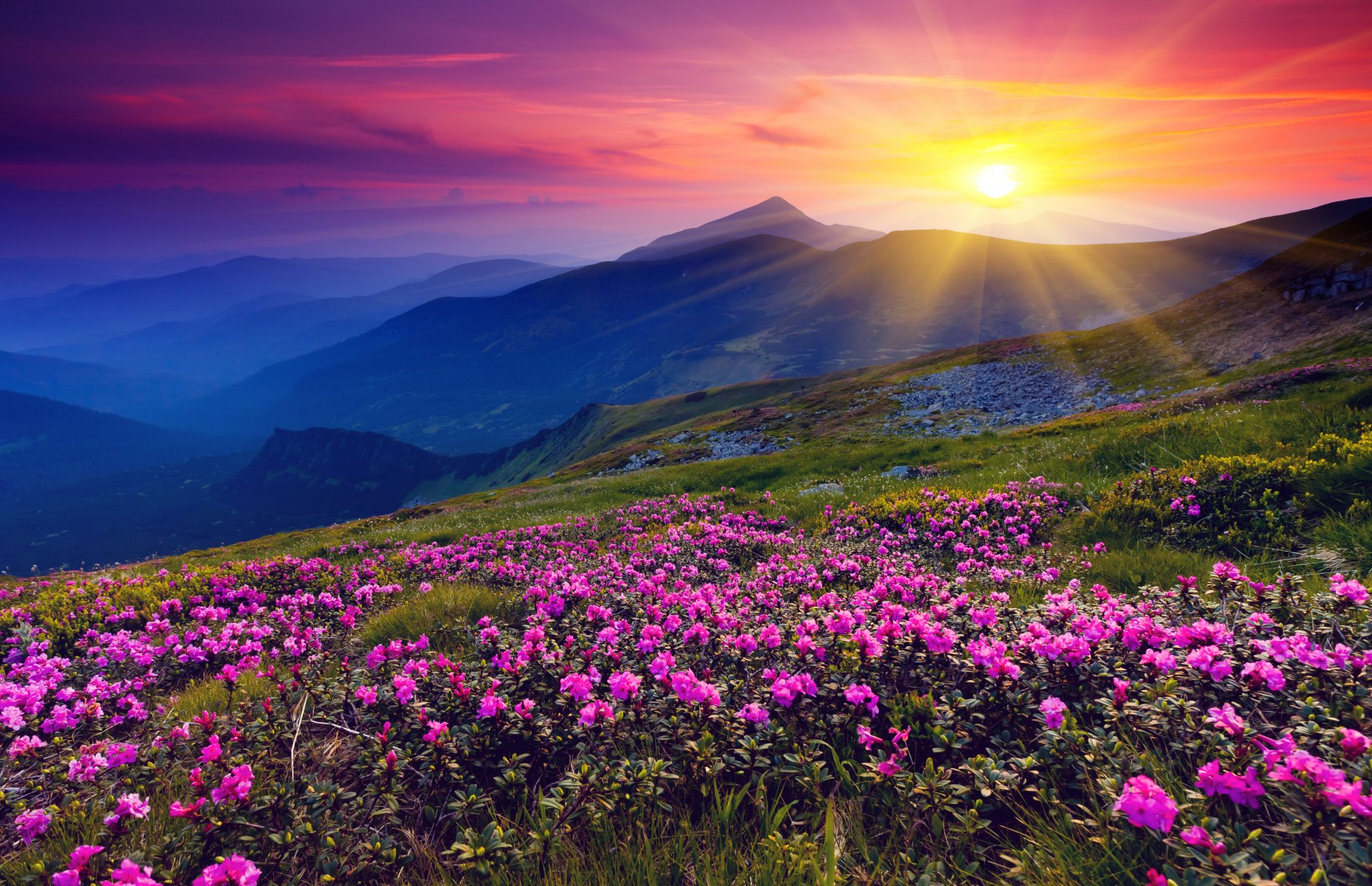 berge blumen dämmerung sonne