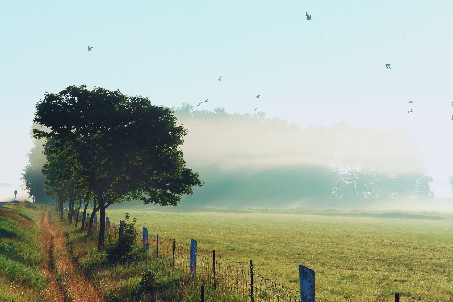 natur morgen nebel tau gras zaun straßenrand himmel vögel