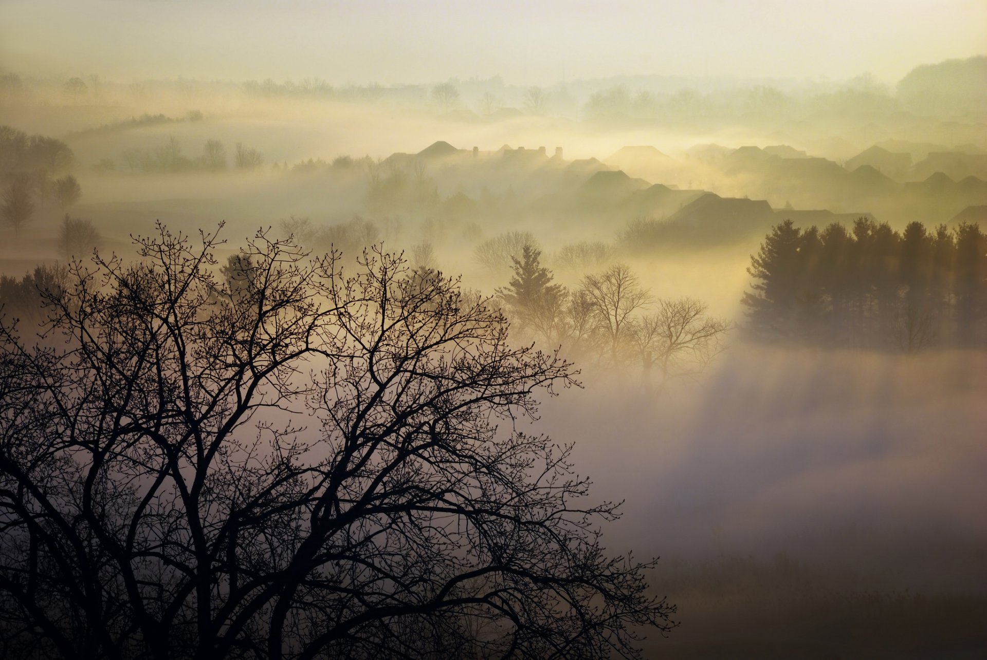 natura mattina homer watson park canada vapore nebbia alberi