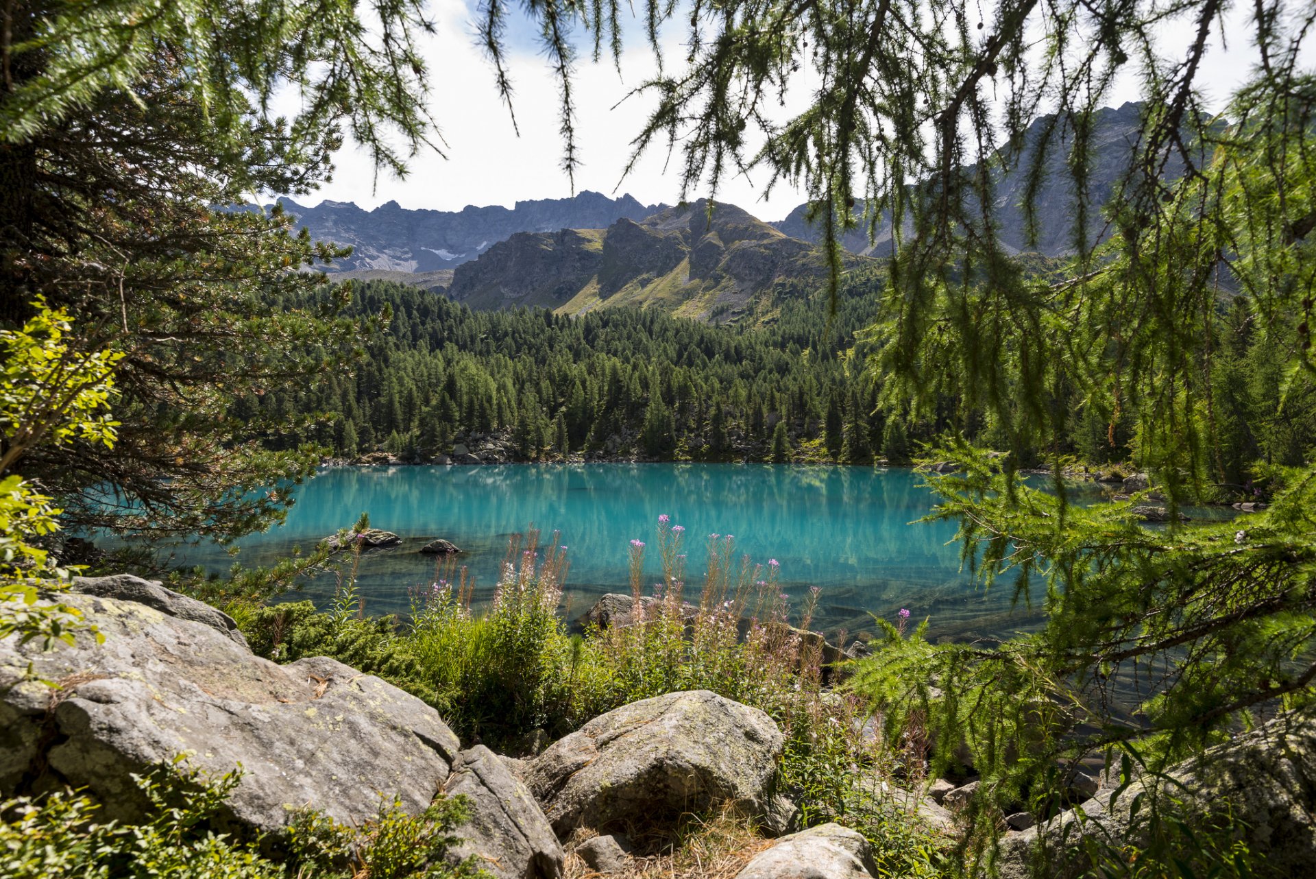 naturaleza árboles lago montañas bosque abeto coníferas flores