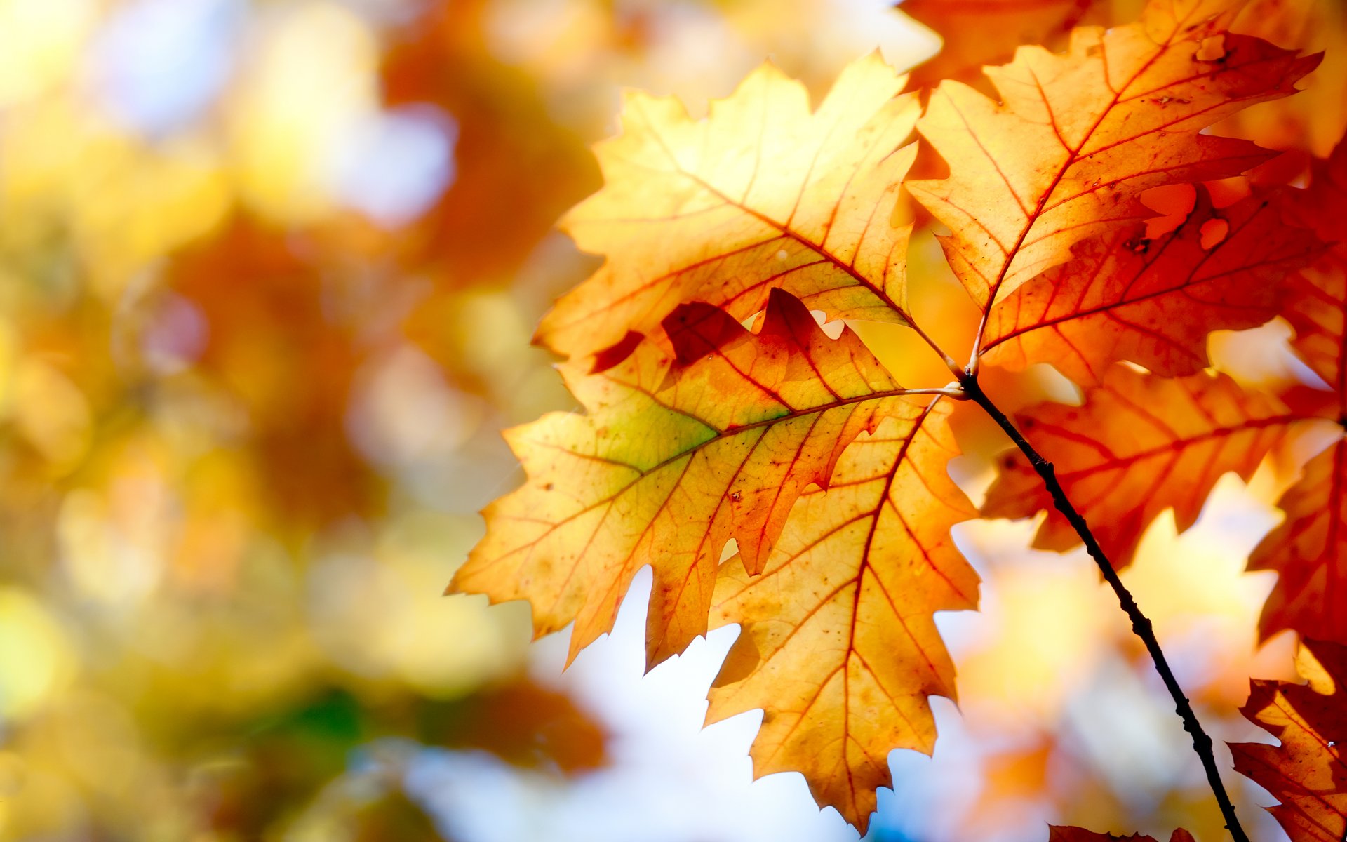 nature autumn leaves bokeh paint colors 2560x1600