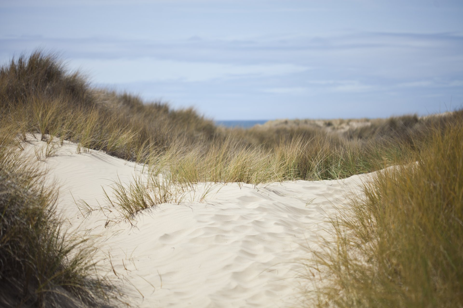 nature dune sand grass sea sky