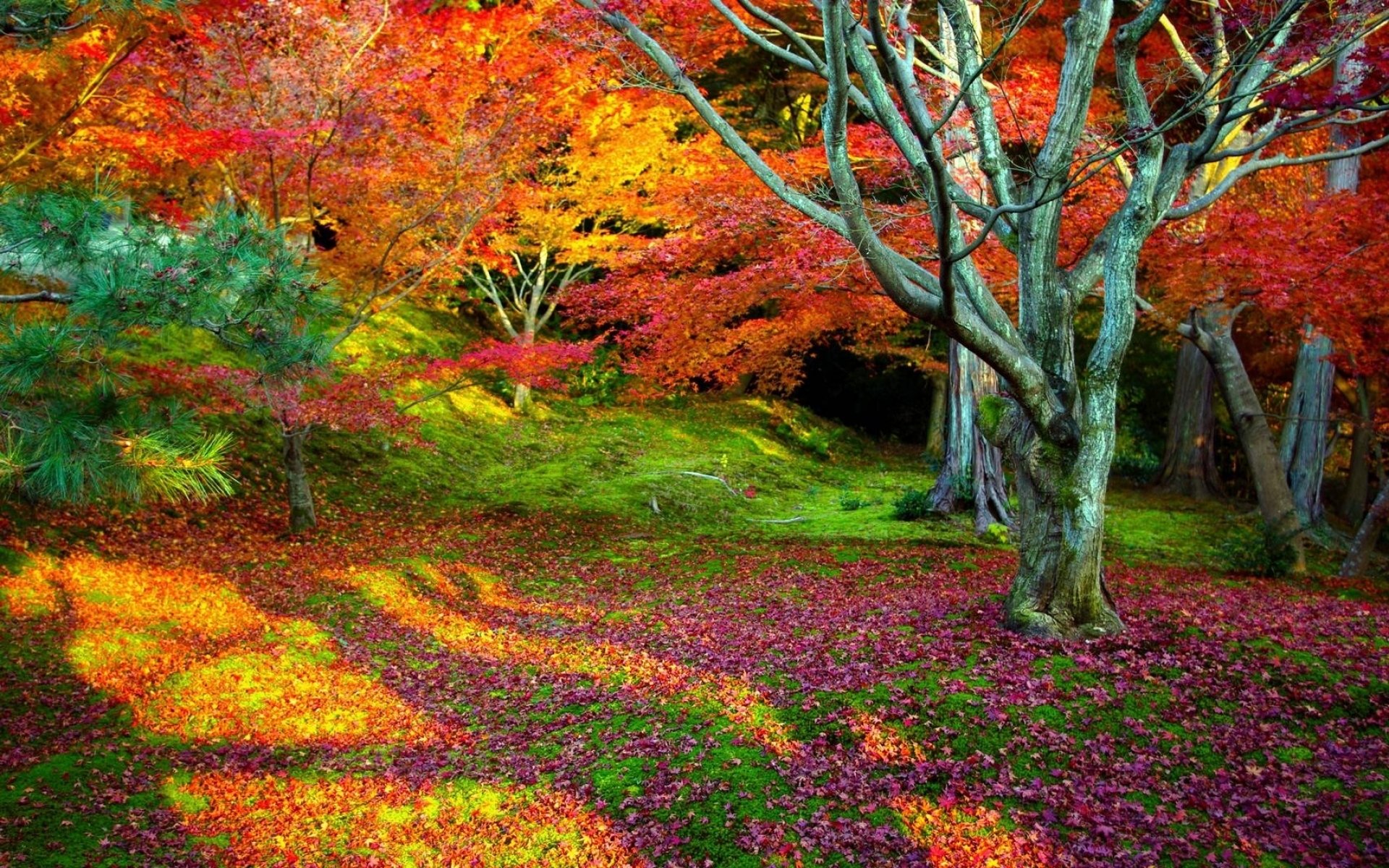 nature paysage arbre arbres feuilles automne chute des feuilles beauté fond lumineux coloré