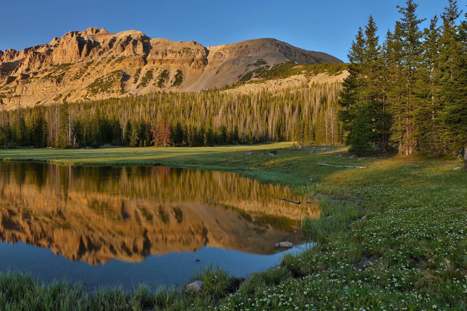 nature montagnes lac herbe fleurs forêt ciel réflexions été