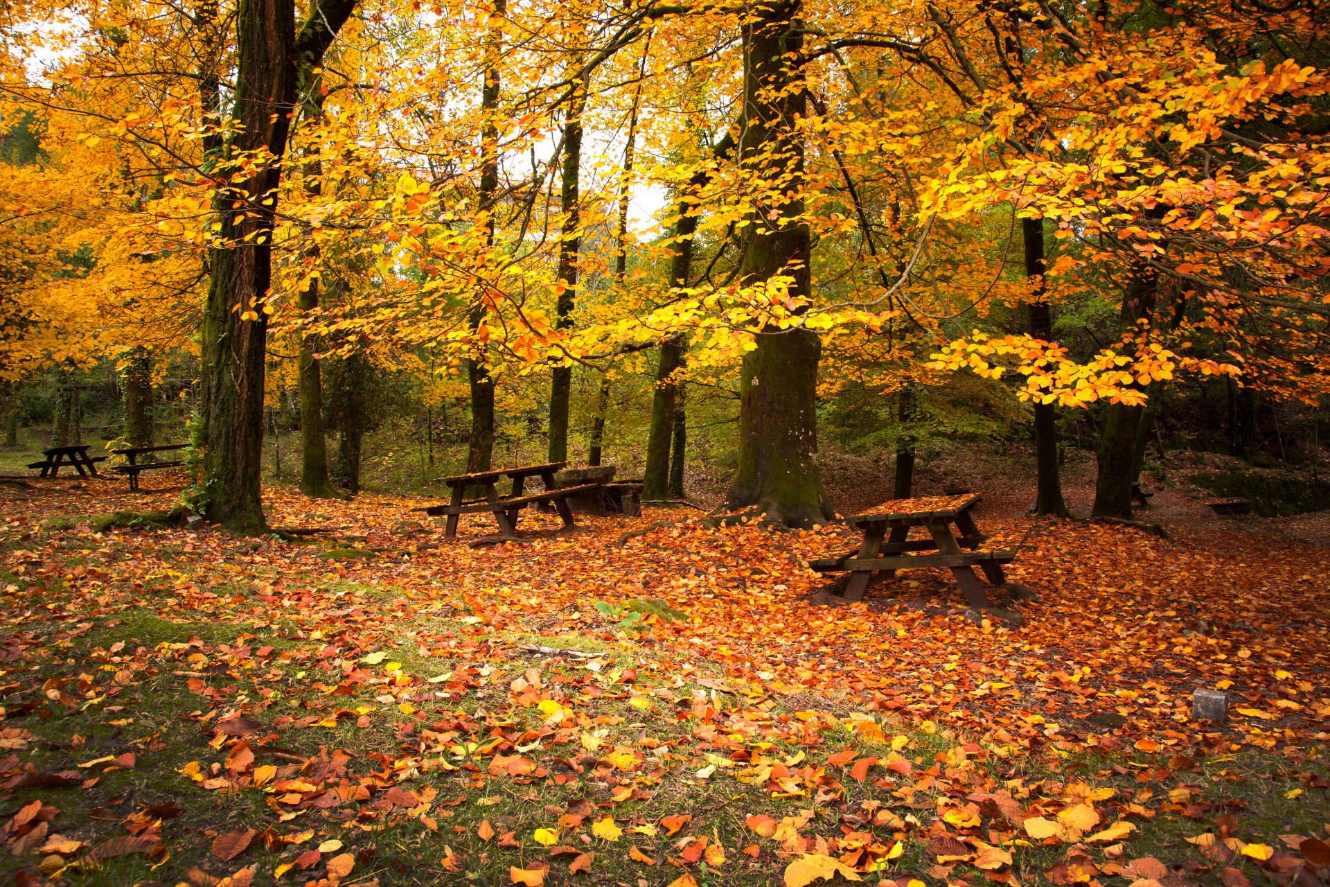 foresta panchine alberi fogliame autunno