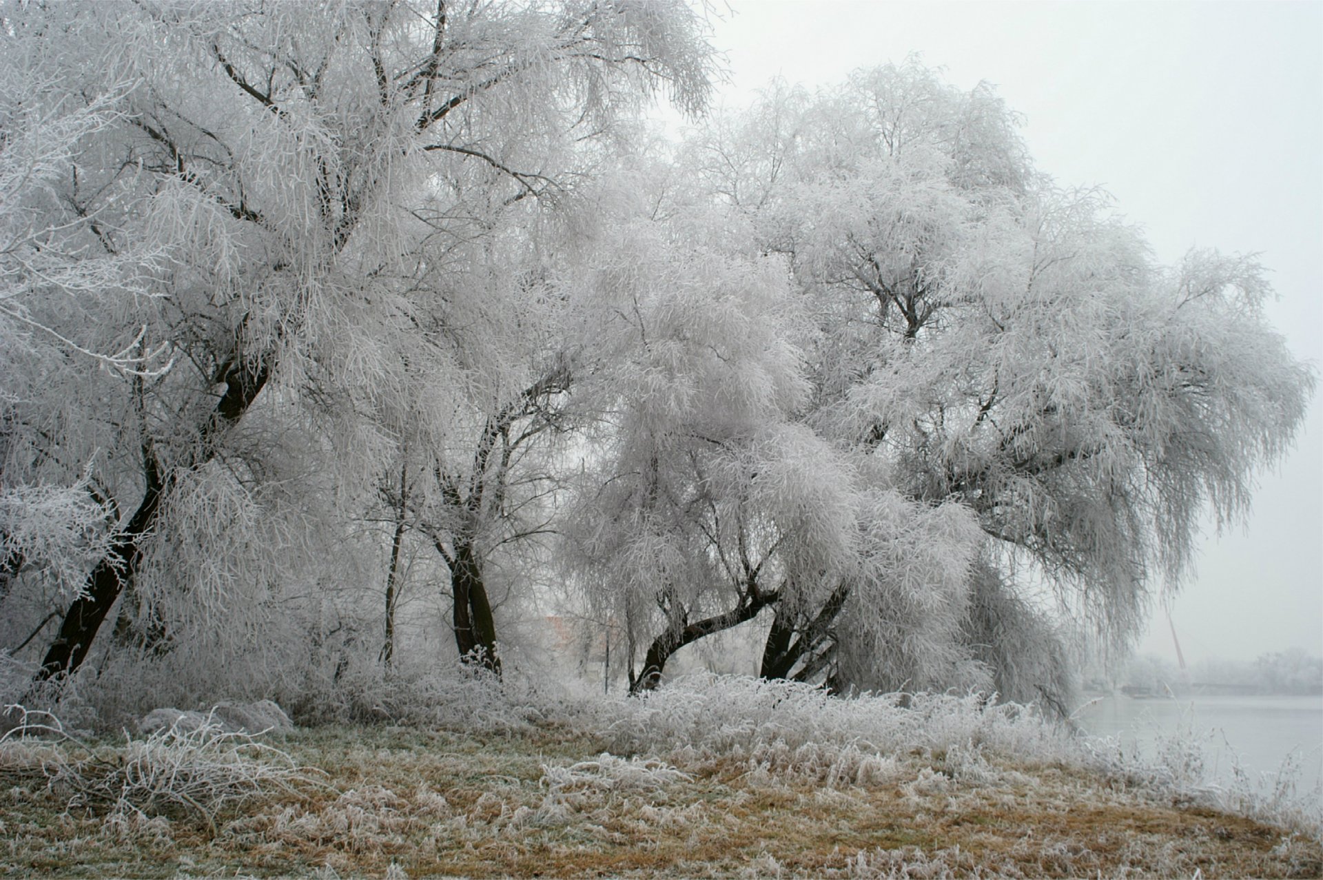 niemcy park zima szron drzewa