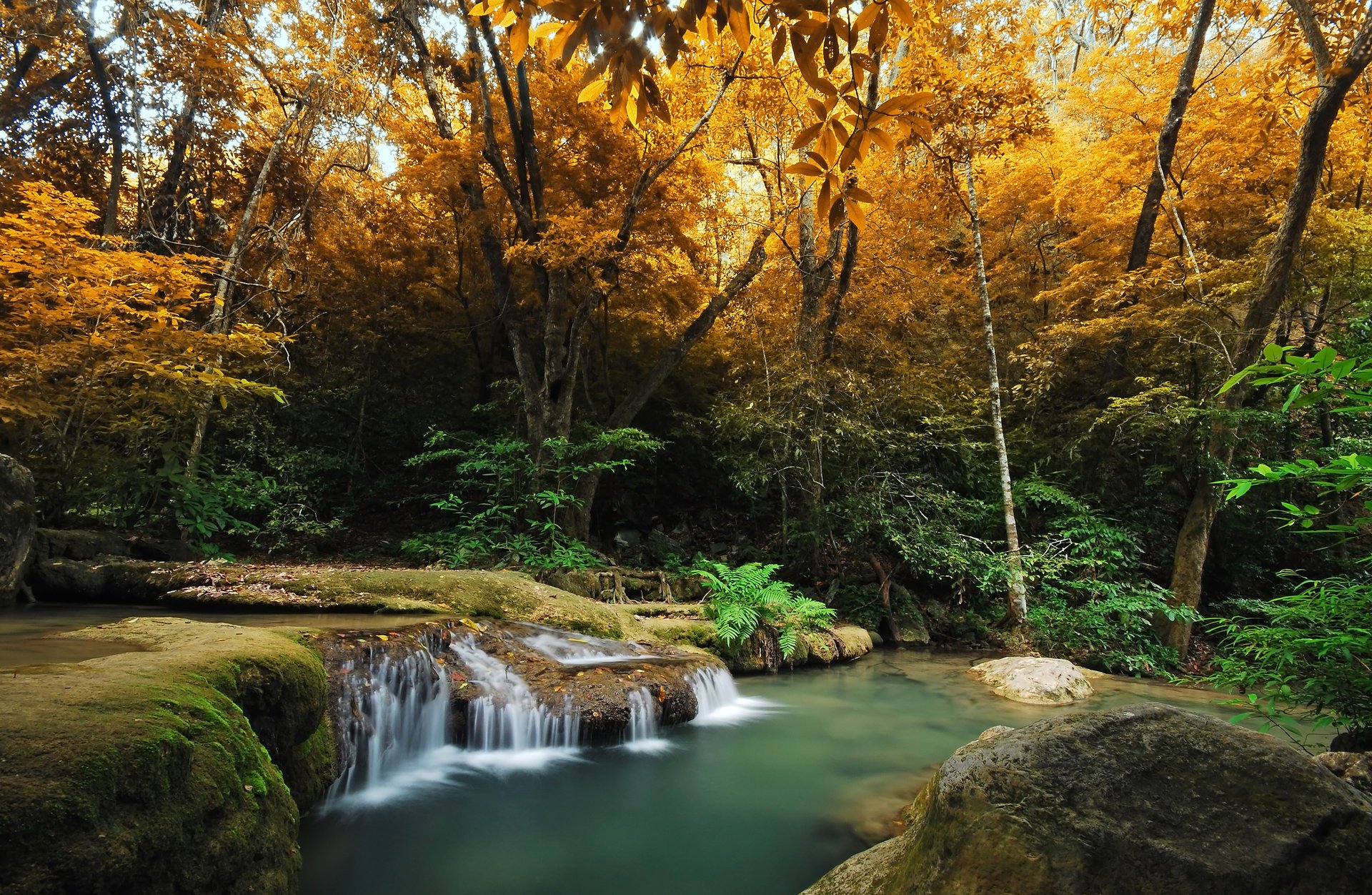 wald bäume farn fluss herbst