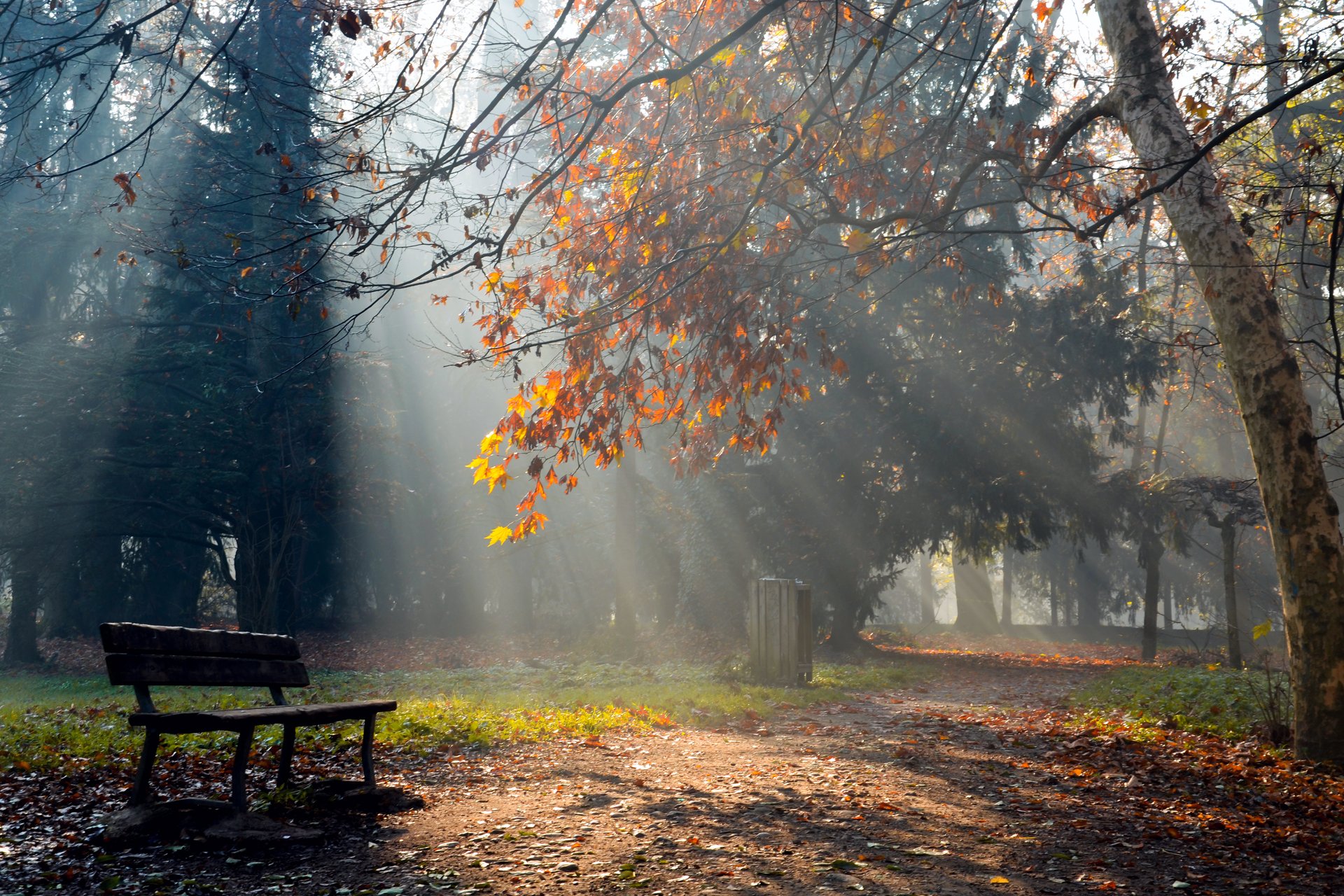 nature autumn park shop light ray