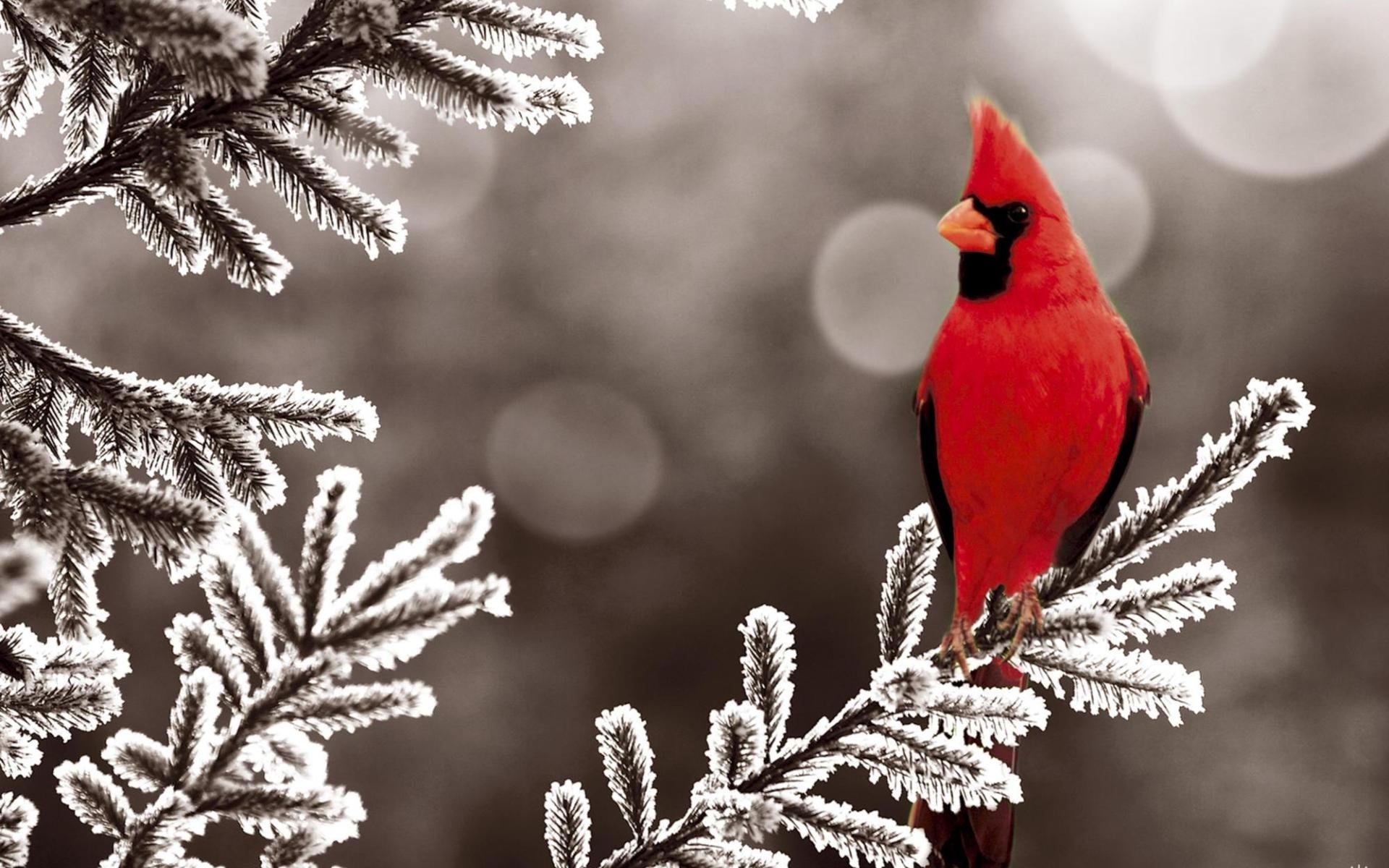 oiseau rouge branche nature