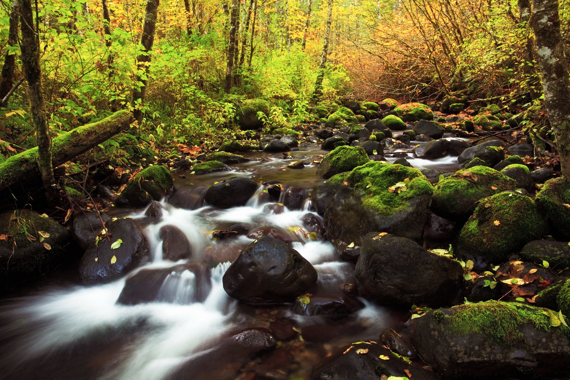 naturaleza otoño río arroyos rocas follaje