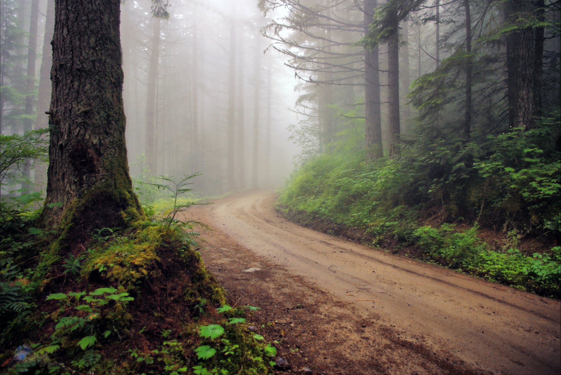 bosque carretera niebla