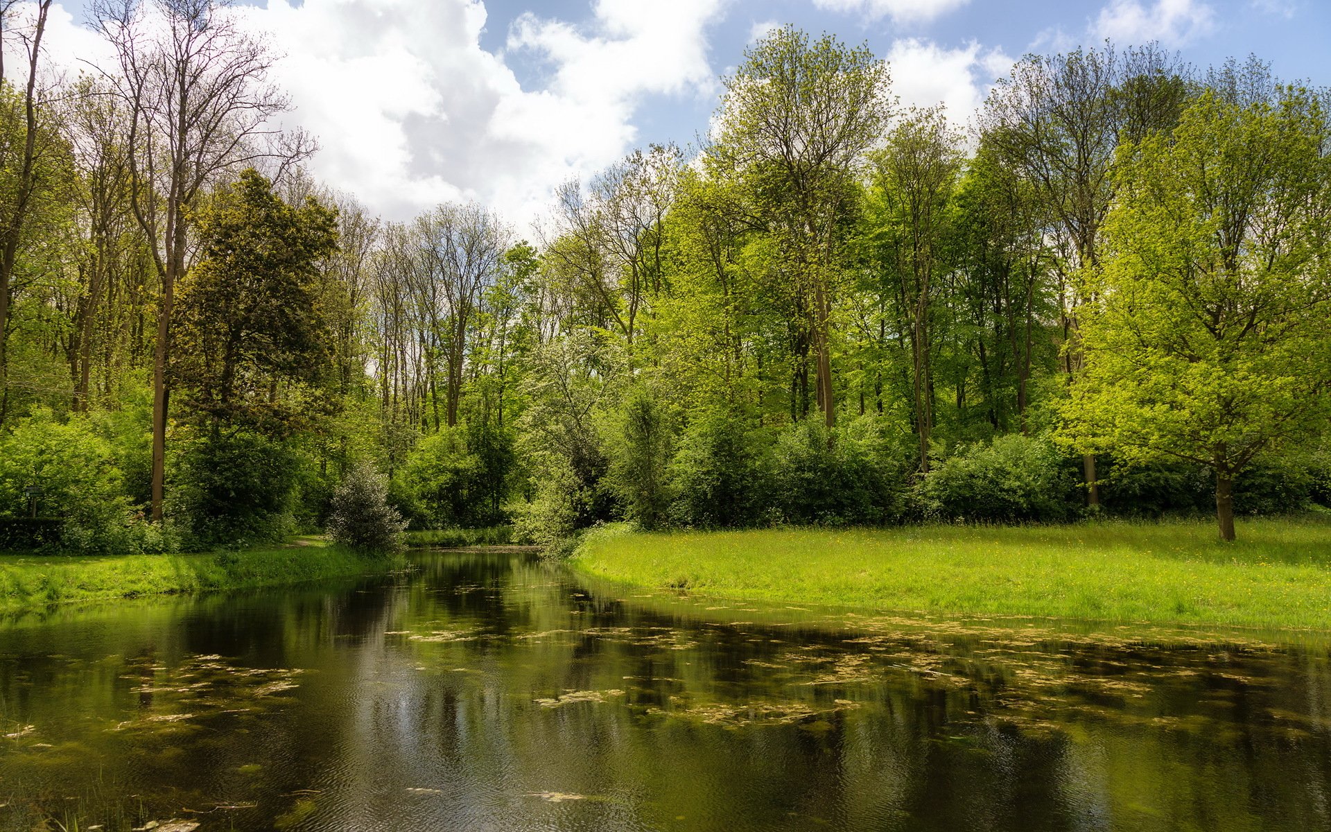 rivière arbres nature été