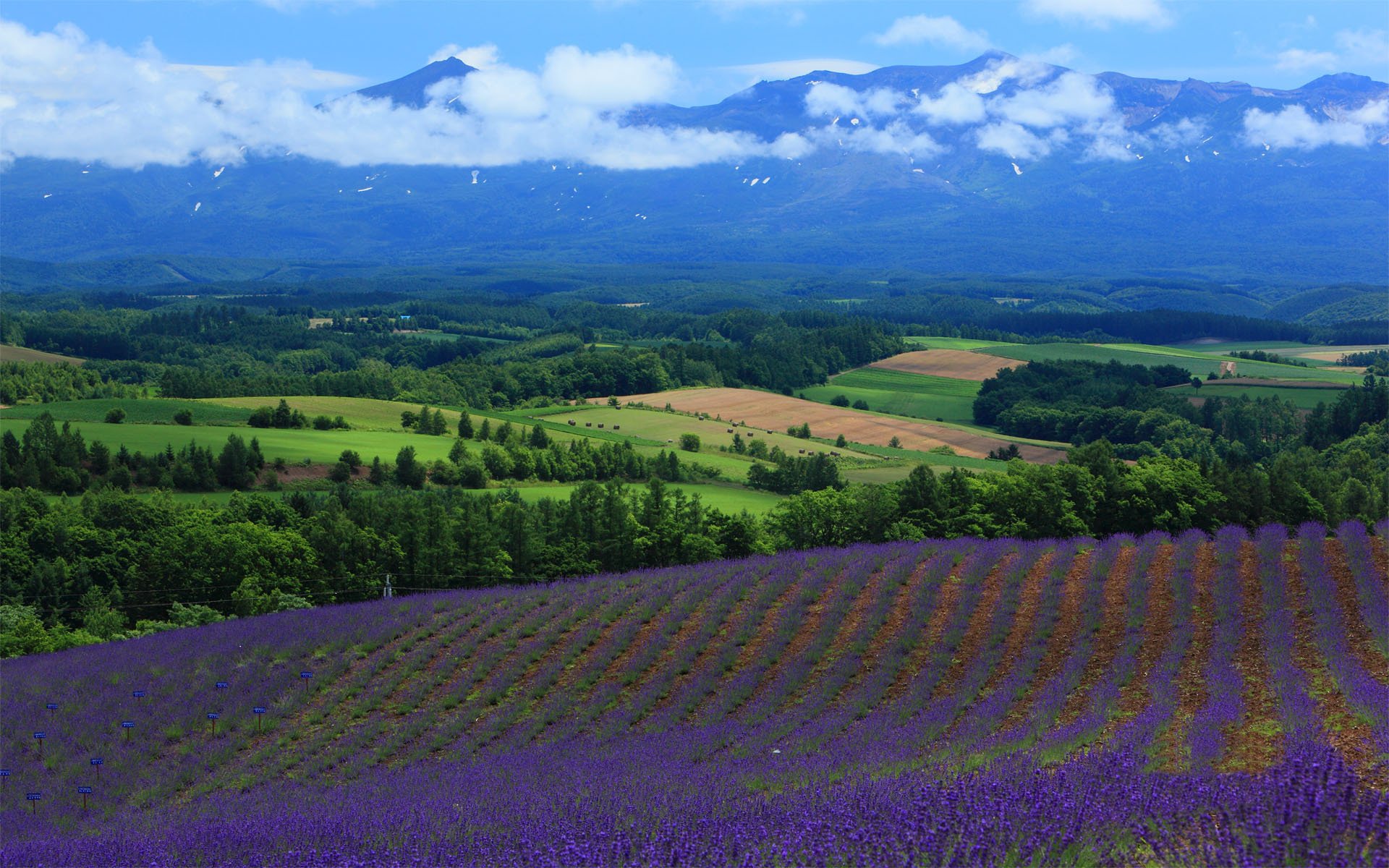 nature paysage champ champs lavande vue