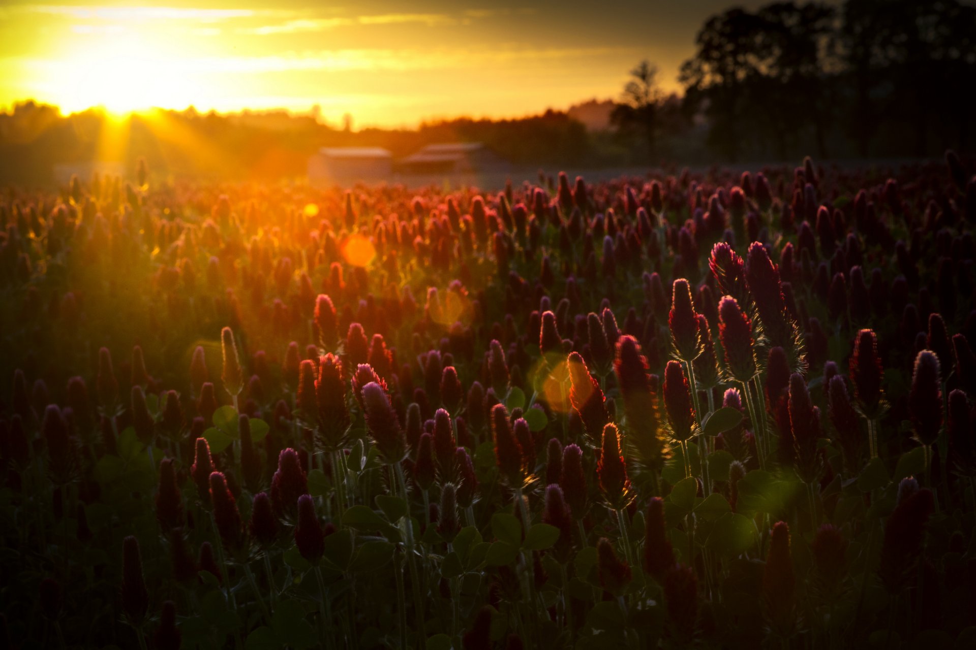 nature champ fleurs soleil rayons éblouissement