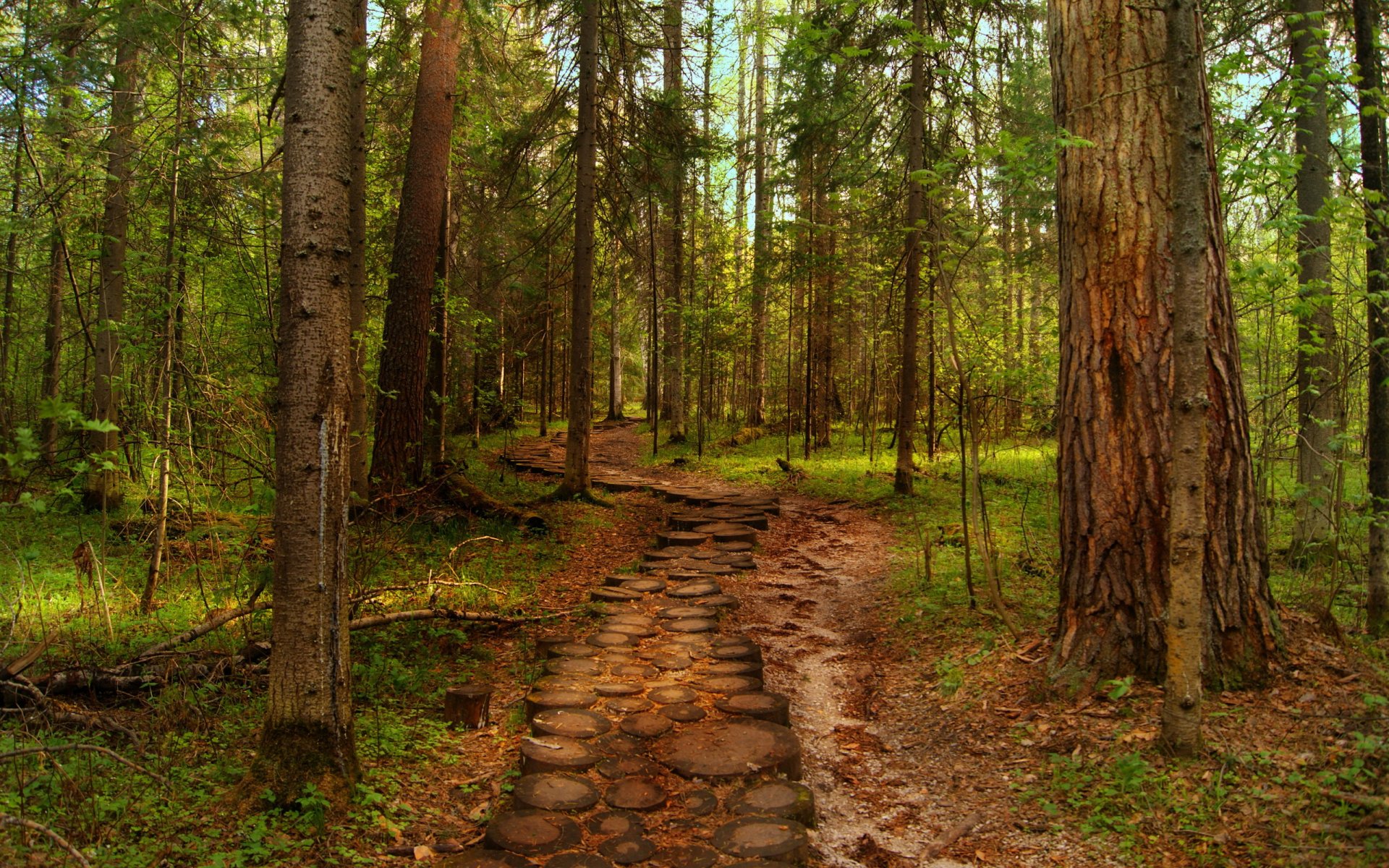 bosque camino árboles naturaleza verano