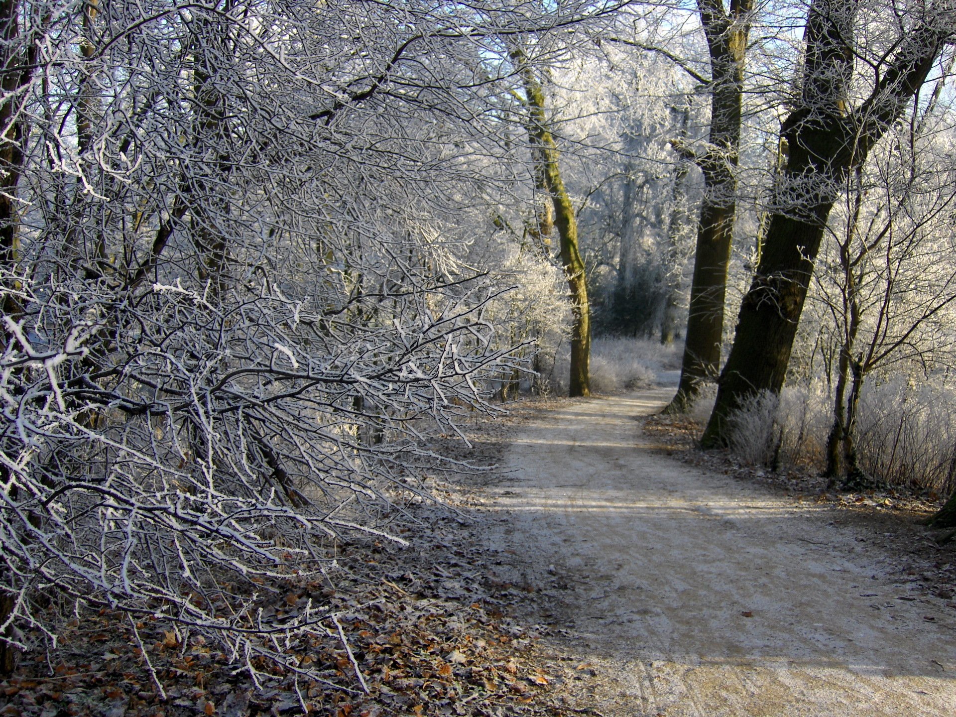 winter forest path frost