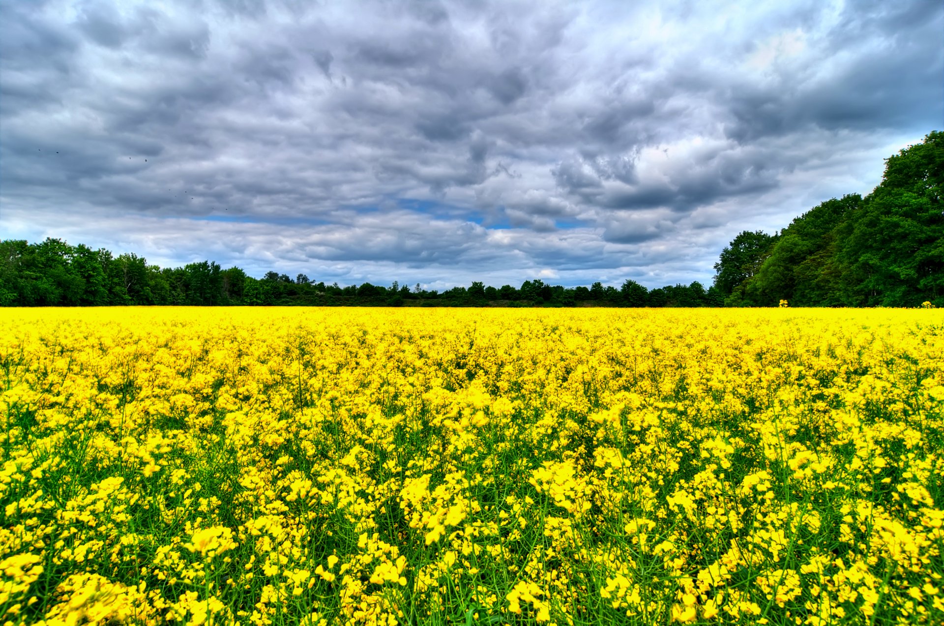 feld raps bäume himmel wolken