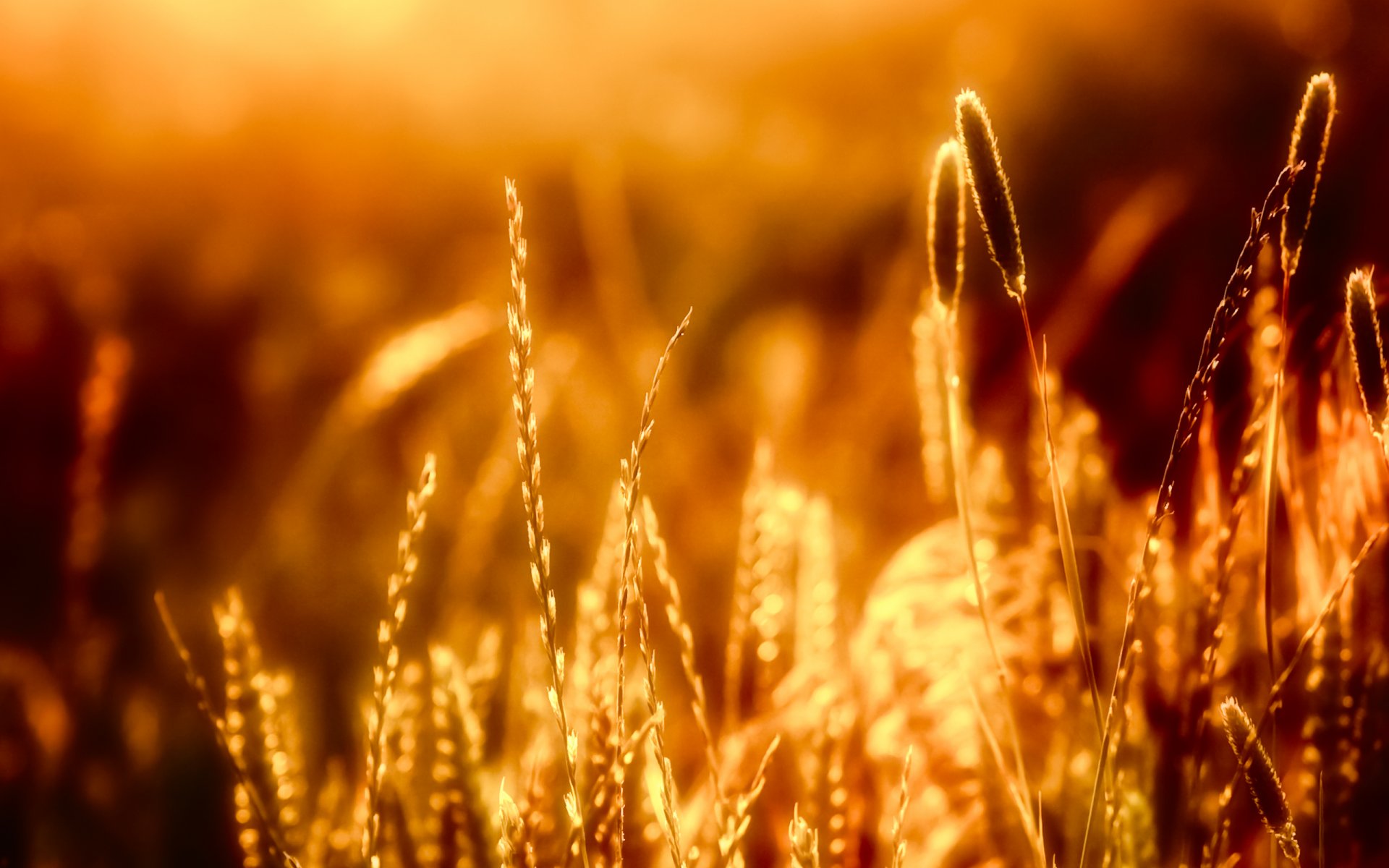 nature grass light bokeh 2560x1600