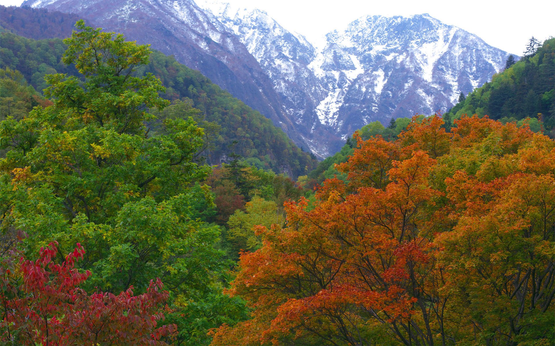 japan nature forest mountain autumn