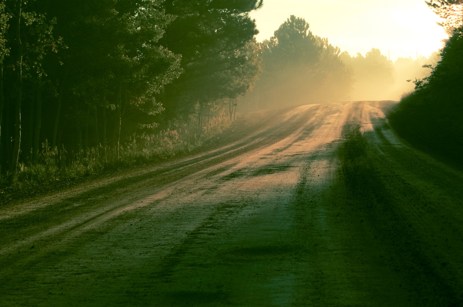 morgen sonne licht straße wald tau natur