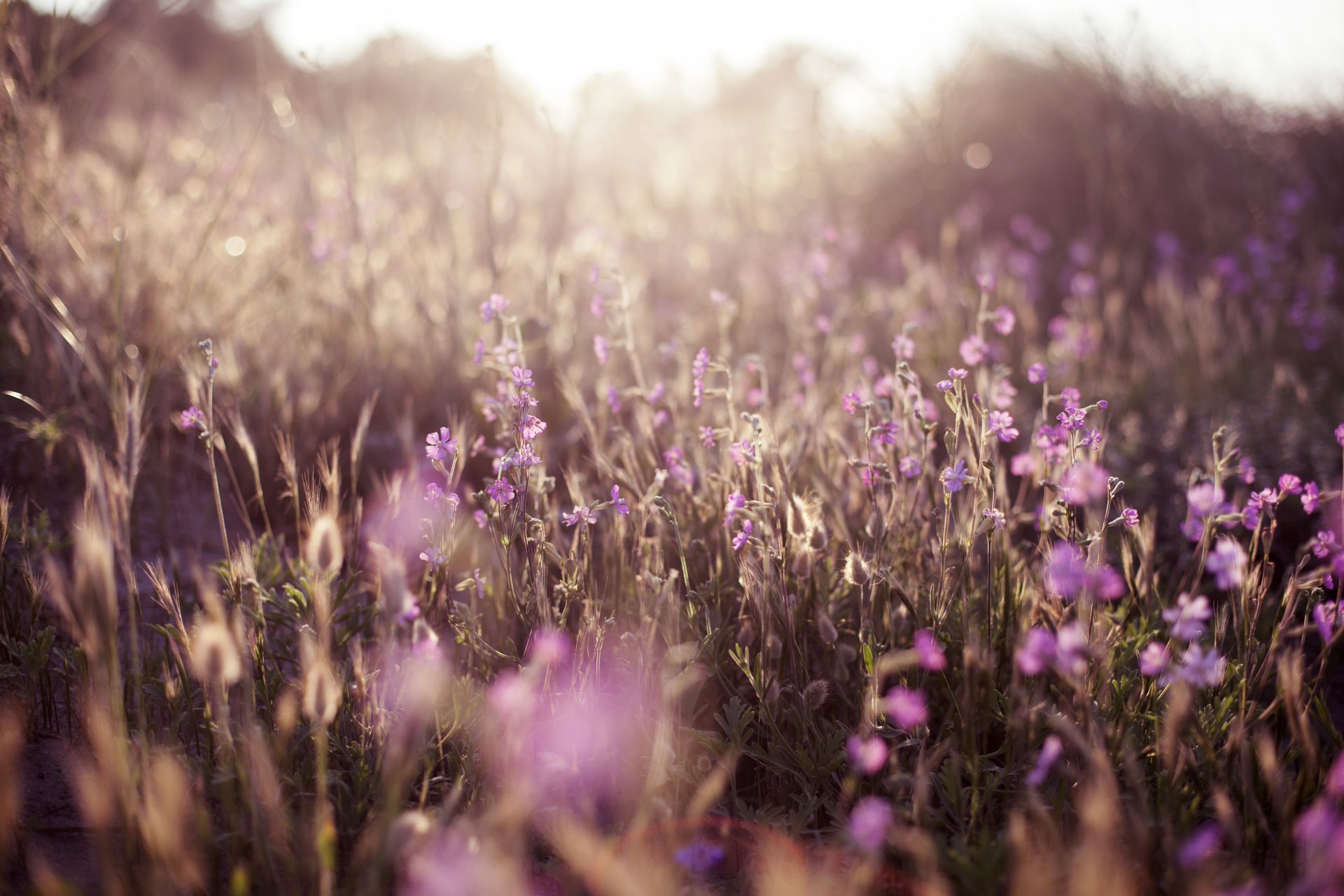 gras blumen natur zärtlichkeit unschärfe