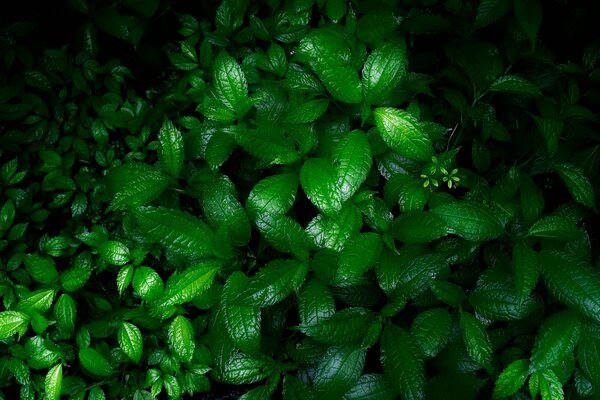 Verdure humide après la pluie