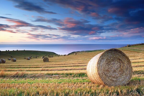 A field in Italy in summer. Beautiful pink clouds and sky blue in summer in Italy