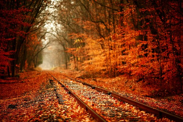 Ferrovia attraverso l autunno 3