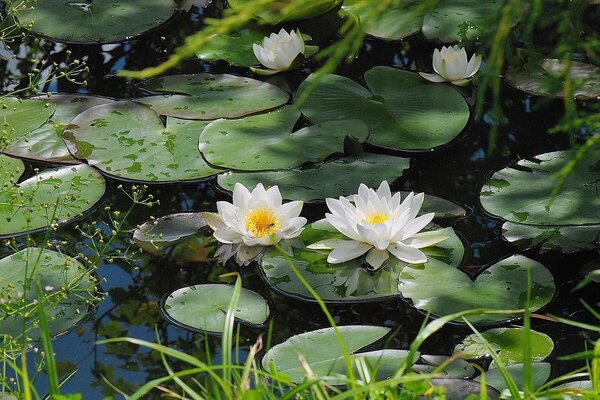 White lilies bloom in the pond