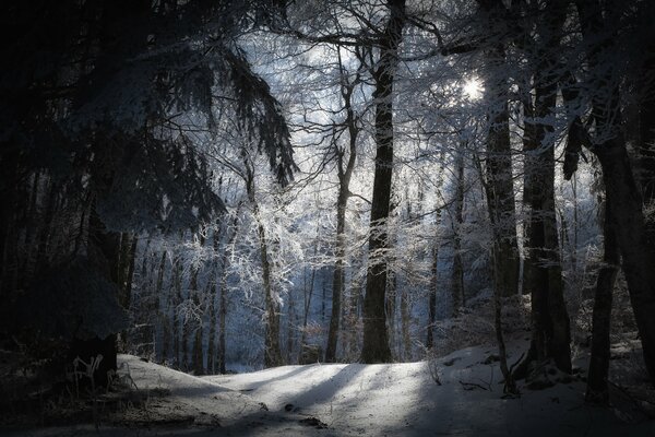 Winter snow-covered forest. Trees in frost