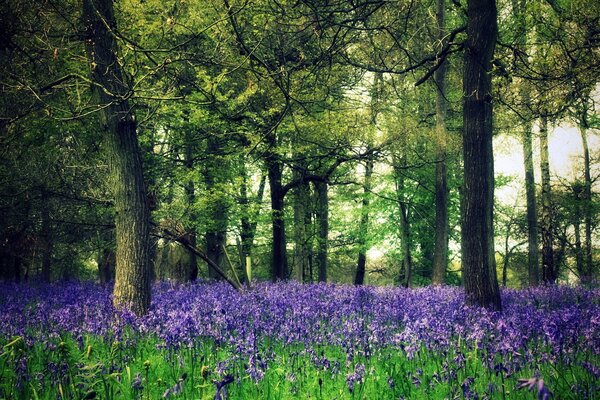 Forest field. Purple flowers in the forest