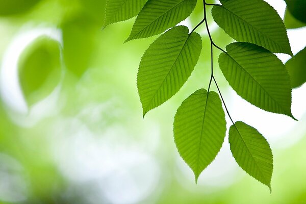 Green foliage. elm leaves