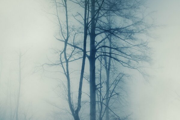 Tall trees in a misty haze