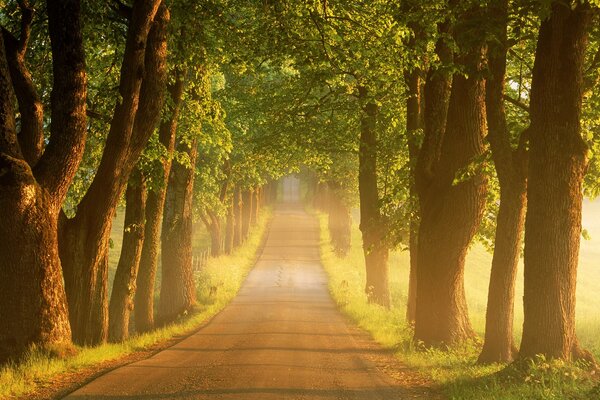 Route brumeuse dans la forêt le matin